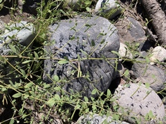 Acmispon americanus americanus