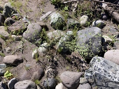 Acmispon americanus americanus