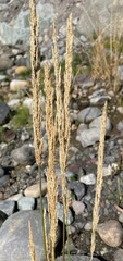 Agrostis exarata