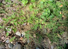 Agrostis stolonifera