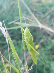 Neoconocephalus ensiger