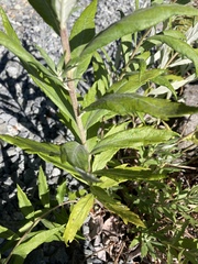 Artemisia suksdorfii