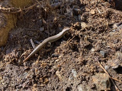 Oligosoma aeneum