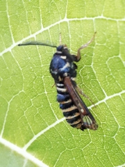 Pennisetia marginatum