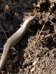 Oligosoma aeneum