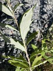 Artemisia suksdorfii