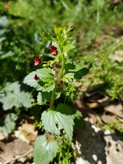 Scrophularia peregrina
