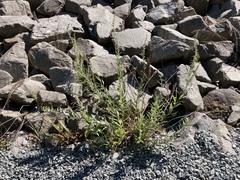 Artemisia suksdorfii