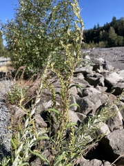 Artemisia suksdorfii