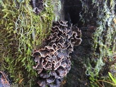 Stereum sanguinolentum