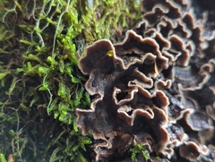 Stereum sanguinolentum