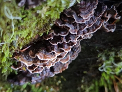 Stereum sanguinolentum