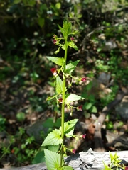 Scrophularia peregrina