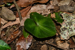 Nervilia tahanshanensis