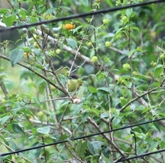 Todirostrum cinereum