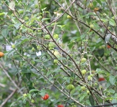 Todirostrum cinereum