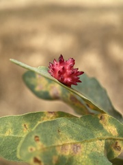 Cynips quercusechinus