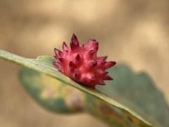 Cynips quercusechinus