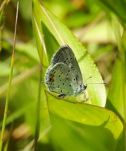 Eastern tailed-blue