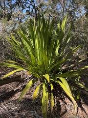 Doryanthes excelsa