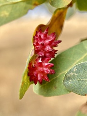 Cynips quercusechinus