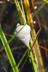 Littoraria irrorata