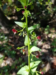 Scrophularia peregrina