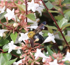 Xylocopa appendiculata