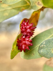 Cynips quercusechinus