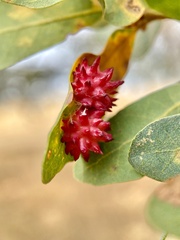 Cynips quercusechinus