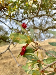 Cynips quercusechinus