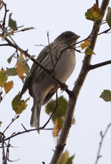 Emberiza leucocephalos