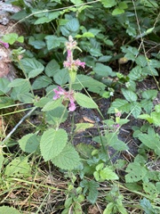 Stachys mexicana
