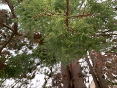 Chamaecyparis pisifera