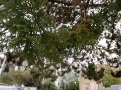 Chamaecyparis pisifera