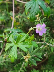 Geranium potentilloides