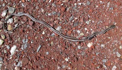Masticophis taeniatus