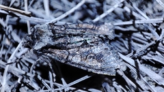 Allophyes oxyacanthae