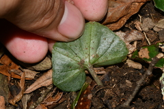 Nervilia tahanshanensis