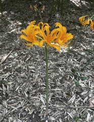 Lycoris aurea