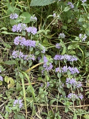 Mentha pulegium