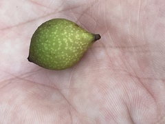 Amphibolips globulus