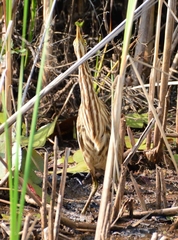 Botaurus lentiginosus