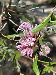 Grevillea sericea