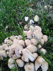 Candolleomyces candolleanus