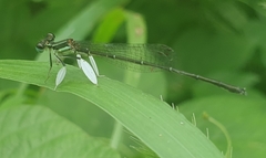Platycnemis phyllopoda