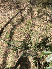 Dianella longifolia