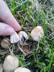 Candolleomyces candolleanus