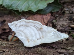 Postia tephroleuca