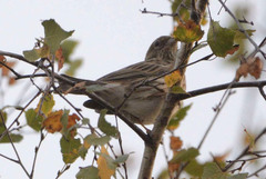 Emberiza leucocephalos